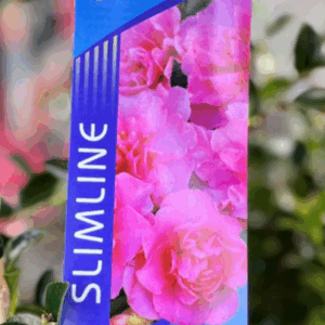 CAMELLIA sasanqua Paradise 'With Love'