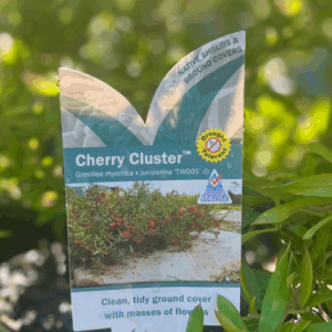 GREVILLEA 'Cherry Cluster' (TWD01)