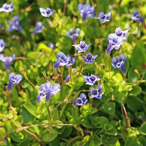 Lindernia grandiflora (BLUE MONEY WORT)