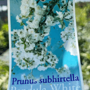 PRUNUS subhirtella pendula alba (White Weeping Cherry)