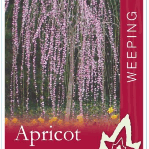 PRUNUS mume pendula (Weeping Apricot)