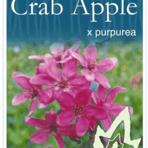 MALUS x purpurea