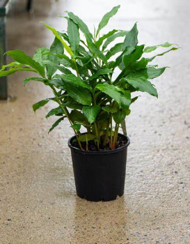 ALPINIA Nutans ' Dwarf Cardamom'