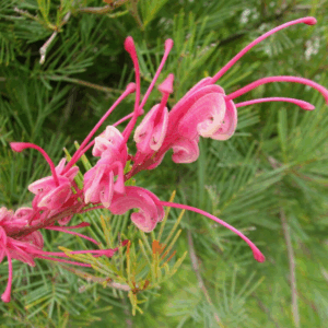 Grevillea plurijuga