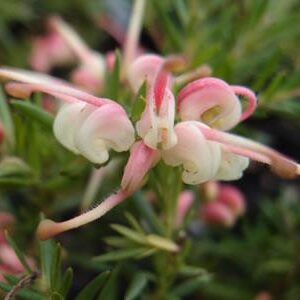 GREVILLEA 'Pink Pixie'