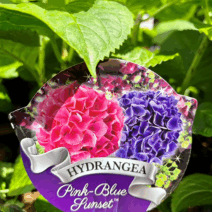 HYDRANGEA macrophylla 'Pink Blue Sunset'