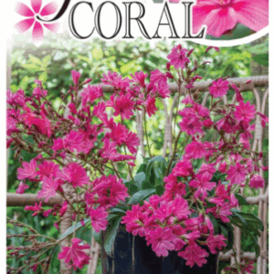 LEWISIA 'Safira Coral'