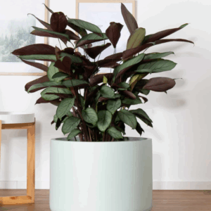 ODENSE Low Cylinder