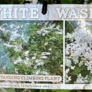 HARDENBERGIA comptoniana alba 'White Wash'