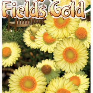 BRACTEANTHA 'Daisy Fields Gold'