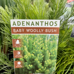 ADENANTHOS sericea 'Baby Woolly Bush'