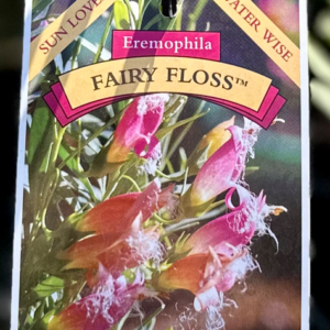 EREMOPHILA 'Fairy Floss'