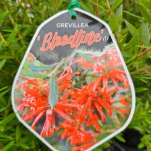 GREVILLEA langigera x rhyolitica 'Bloodline'