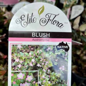 AUSTROMYRTUS dulcis 'Blush'