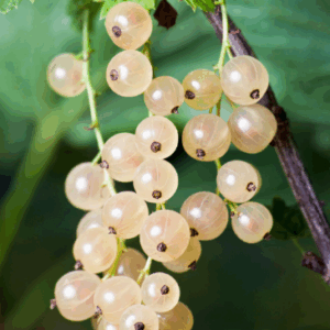 RIBES 'White Currant' (Seedling)