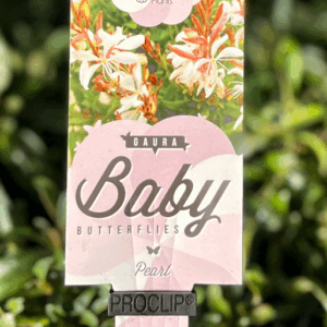 GAURA 'Baby Butterflies Pearl'