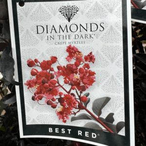 LAGERSTROEMIA 'Diamonds in The Dark- Best Red (Crepe Myrtle)