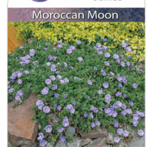 CONVOLVULUS 'Moroccan Moon'