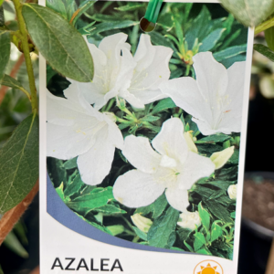 AZALEA indica 'Alba Magnifica'