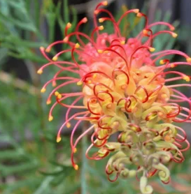 GREVILLEA 'Rosemary's choice'