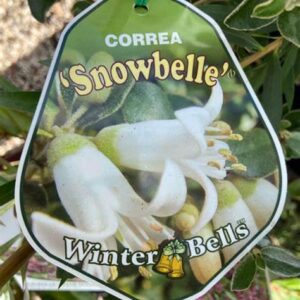 CORREA reflexa 'Snowbelle'