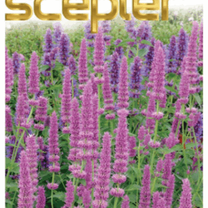 AGASTACHE 'Pink Sceptor'