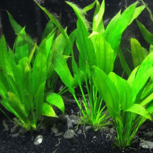 ECHINODORUS grisebachii (Amazon Sword Plant)