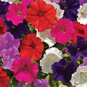PETUNIA Varieties