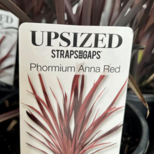 PHORMIUM tenax Varieties