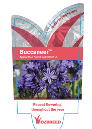 AGAPANTHUS 'Buccaneer™ PBR'