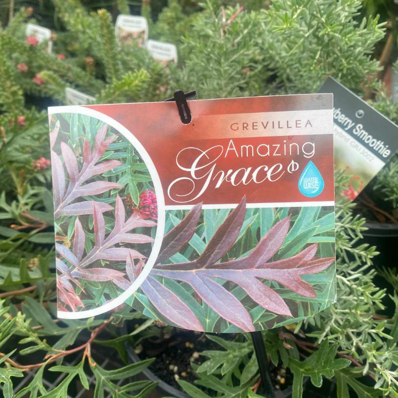 GREVILLEA 'Amazing Grace'