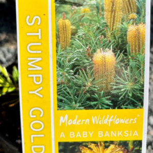 BANKSIA spinulosa 'Stumpy Gold'
