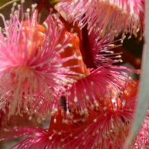 EUCALYPTUS torquata (Woodwardi Torwood)