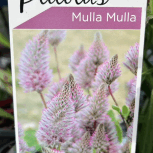 PTILOTUS exaltatus 'Mulla Mulla'