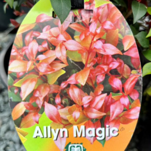 ACMENA smithii 'Allyn Magic' (Dwarf Lilly Pilly)