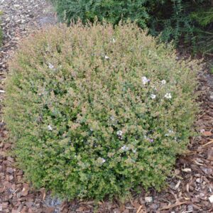 LEPTOSPERMUM rotundifolium 'BOBBLES'