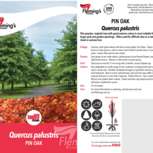 QUERCUS palustris (Pin Oak)