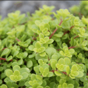 Sedum 'Makinoi Ogon' 140MM