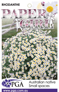 RHODANTHE 'Paper Girl'