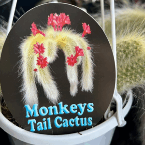 MONKEY'S Tail Cactus
