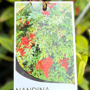 NANDINA domestica (Sacred Bamboo)