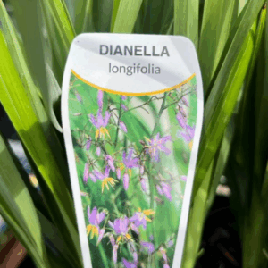 DIANELLA longifolia