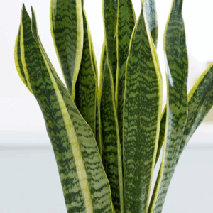 SANSEVIERIA trifasciata 'Laurentii'