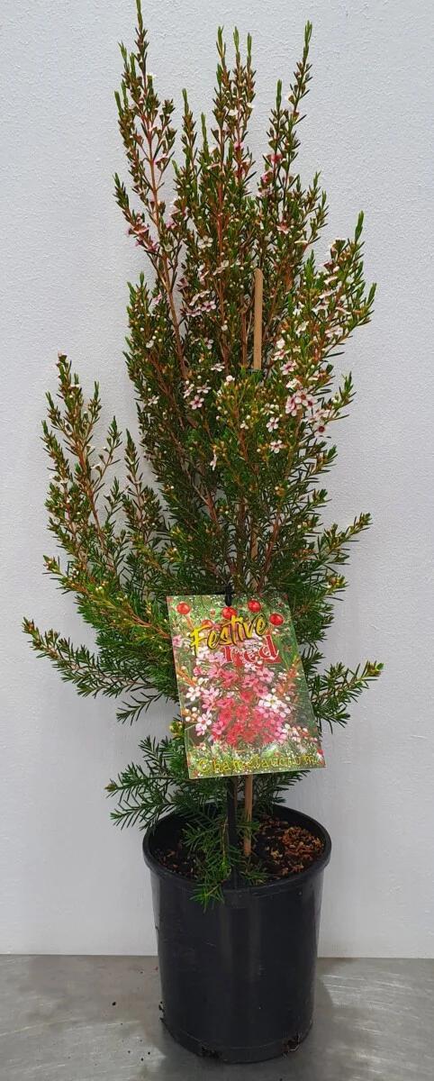 CHAMELAUCIUM 'Festive Red' - Echuca Plant Farm