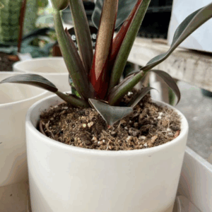 WHITE POTS