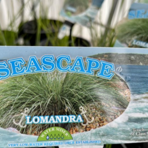LOMANDRA 'Seascape'