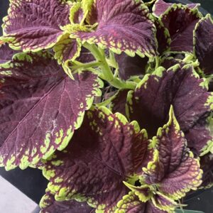 COLEUS