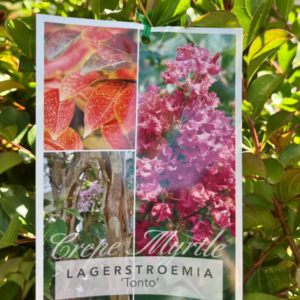 LAGERSTROEMIA 'Tonto' (Crepe Myrtle)
