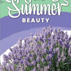 Lavender ‘LAVINNOVA® English Summer Beauty’