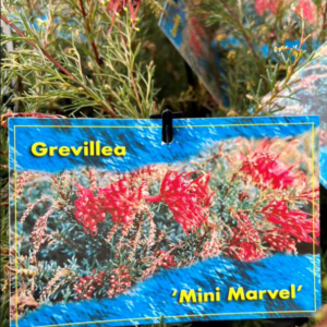 GREVILLEA thelemanniana 'Mini Marvel'
